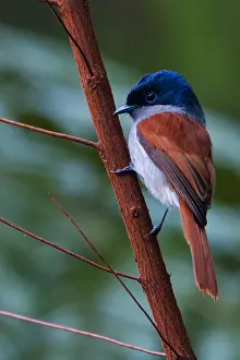 2010 Prints: Mascarene Paradise Flycatcher, Terpsiphone bourbonnensis