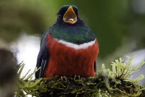 Images Dated 29th December 2008: Masked Trogon