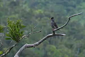Images Dated 26th January 2015: Mauritius Bulbul, Hypsipetes olivaceus