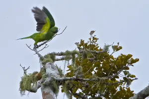 Psittacidae Prints: Mauritiusparkiet, Echo Parakeet, Psittacula eques echo
