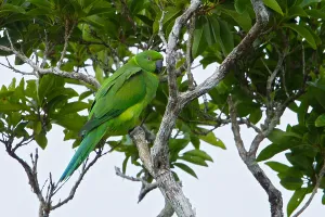 2010 Prints: Mauritiusparkiet, Echo Parakeet, Psittacula echo