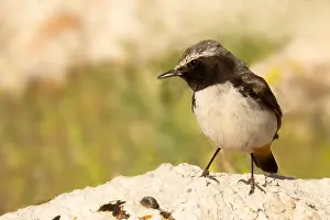Images Dated 20th May 2023: May, Turkey, Kurdish Wheatear, AGAMI - Eduard Sangster - 196370