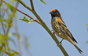 Images Dated 17th May 2023: May, Turkey, Red-fronted Serin