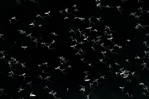 2018 Prints: Mayflies, Ephemera vulgaris, in flight over Obrh river