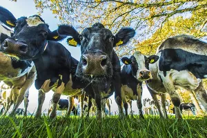 Melkveehouderij Prints: Meadow with cows