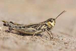 Images Dated 6th September 2013: Meadow grasshopper, Pseudochorthippus parallelus