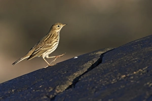 Images Dated 12th October 2015: Meadow Pipit, Anthus pratensis