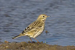Images Dated 23rd April 2005: Meadow Pipit, Graspieper, Anthus pratensis