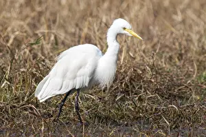 Size Prints: Medium Egret, Ardea intermedia