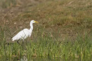 Images Dated 5th February 2013: Medium Egret, Ardea intermedia