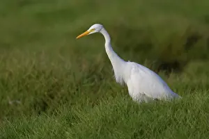Egretta Intermedia Prints: Medium Egret, Ardea intermedia
