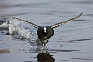 Images Dated 29th February 2008: Meerkoet, Eurasian Coot, Fulica atra