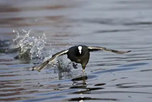 Images Dated 29th February 2008: Meerkoet, Eurasian Coot, Fulica atra