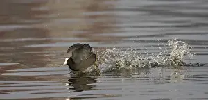 Images Dated 29th February 2008: Meerkoet, Eurasian Coot, Fulica atra