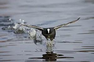 Images Dated 29th February 2008: Meerkoet, Eurasian Coot, Fulica atra