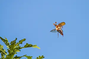 Images Dated 22nd May 2022: Meikever, Cockchafer, Melolontha melolontha