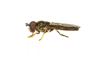 Images Dated 11th June 2020: Melanostoma scalare