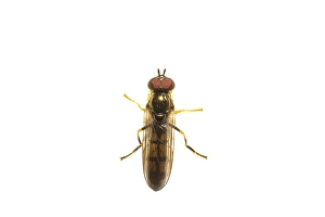 Images Dated 11th June 2020: Melanostoma scalare