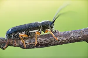 Images Dated 19th June 2022: Menesia bipunctata
