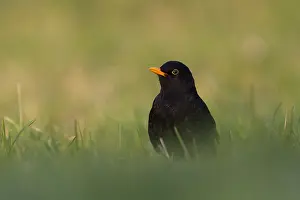 2012 Prints: Merel, Eurasian Blackbird, Turdus merula