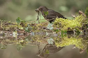 Nestmateriaal Prints: Merel, European Blackbird, Turdus merula
