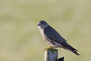 Images Dated 15th February 2008: Merlin, Falco columbarius