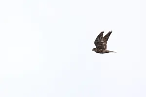 Merlin, Falco columbarius