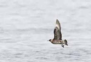 Images Dated 18th September 2010: Middelste Jager, Pomarine Jaeger, Stercorarius pomarinus