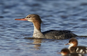 Donskuikens Prints: Middelste Zaagbek, Red-breasted Merganser, Red-breasted Merganse