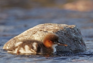 Donskuikens Prints: Middelste Zaagbek, Red-breasted Merganser, Red-breasted Merganse