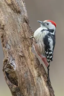 Dendrocopos Prints: Middle Spotted Woodpecker, Dendrocopos medius