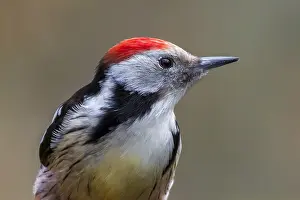 Dendrocopos Prints: Middle Spotted Woodpecker, Middelste Bonte Specht, Dendrocopos medius medius