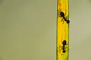 Insekten Prints: Mieren, Ants