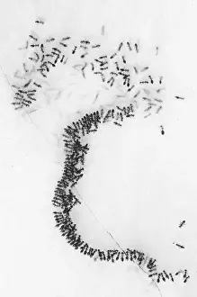 Insekten Prints: Mieren, Ants