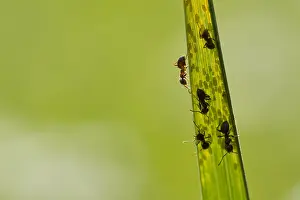 Insekten Prints: Mieren, Ants