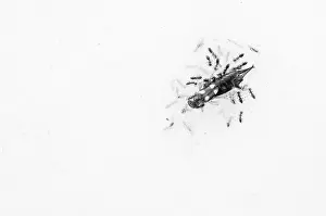 Insekten Prints: Mieren, Ants