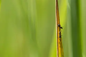 Insekten Prints: Mieren, Ants