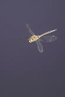 Images Dated 8th September 2020: Migrant hawker, Aeshna mixta