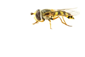 White Background Prints: Migrant Hoverfly, Eupeodes corollae