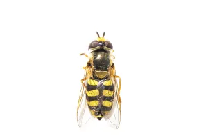 White Background Prints: Migrant Hoverfly, Eupeodes corollae