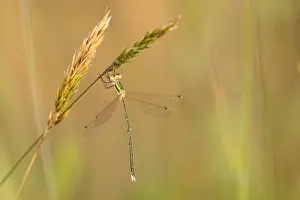 2022 Prints: Migrant Spreadwing, Lestes barbarus