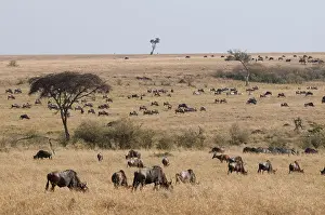 Images Dated 17th September 2013: Migrating wildebeest, Connochaetes taurinus