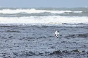 2023 Prints: migration, ocean, sea, Little, Gull