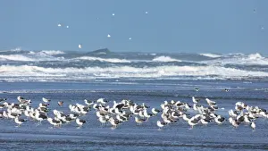 2023 Prints: migration, resting, Flock, mixed