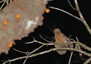 Filipijnen Prints: Mindorovalkuil, Mindoro Boobook, Ninox mindorensis