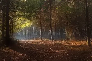 Zonnestralen Prints: Mispeleindsche heide