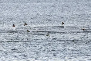 Jump Prints: Mobula ray's