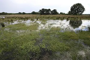 Images Dated 13th August 2008: Moeras, Marsh