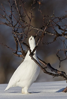 Images Dated 13th April 2014: Moerassneeuwhoen, Willow Ptarmigan, Lagopus lagopus