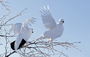 Images Dated 28th June 2014: Moerassneeuwhoen, Willow Ptarmigan, Lagopus lagopus